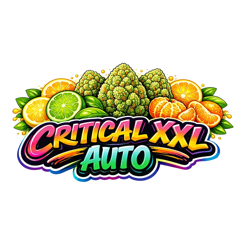 Critical XXL Auto